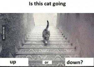 Stupid Bar Memes ca935dcfcc94630f