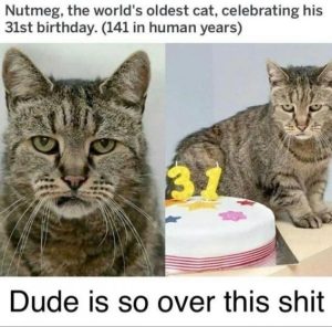 Stupid Bar Memes e684f766ed3a3d20