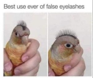 Stupid Bar Memes f54354995ab3fc29