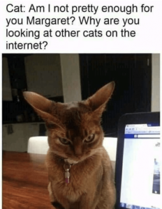 Stupid Bar Memes f6ce409a255f7d91