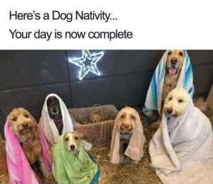 Stupid Bar Memes heressdogsnativitysdaysissnowscompletes10