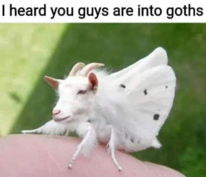 Stupid Bar Memes hg8hurC