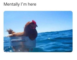 Stupid Bar Memes mFTWJBg