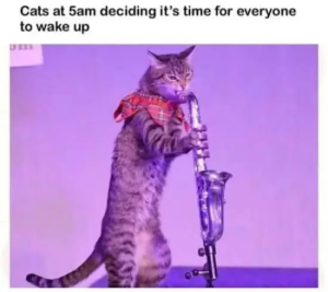 Stupid Bar Memes 0tgbnCqsd