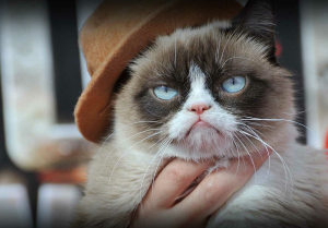 Stupid Bar Memes 28sGrumpysCats1200x834