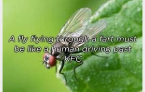 Stupid Bar Memes 492bf84e3b029f98