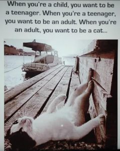 Stupid Bar Memes 54fec965247c7049
