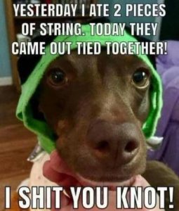 Stupid Bar Memes 786452906e833a26