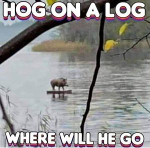 Stupid Bar Memes 8kGcNmo