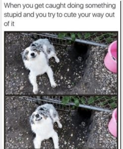 Stupid Bar Memes 9b45e304cddf286b
