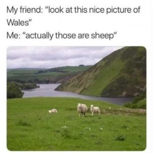 Stupid Bar Memes a397215c7addc864