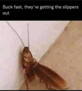 Stupid Bar Memes a4ovAzms700b