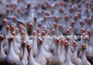 Stupid Bar Memes af5af16c5bc2755d