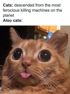 Stupid Bar Memes af91e144db79b855