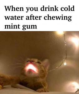 Stupid Bar Memes b0838db7db07c11c