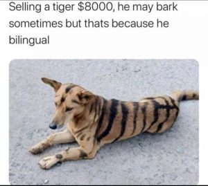 Stupid Bar Memes b774d0ae845fff5f