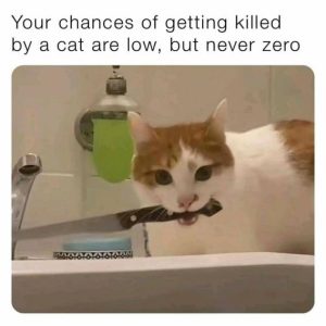 Stupid Bar Memes dc3893f310bc3c5f