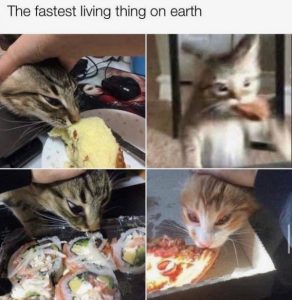 Stupid Bar Memes dfe98c6a81f3fcad