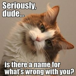 Stupid Bar Memes e889a8ef52ac7b04