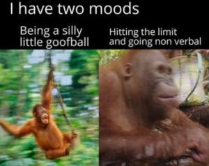 Stupid Bar Memes ef9f0379c7357f68