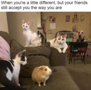 Stupid Bar Memes f7b30ee6b2018084