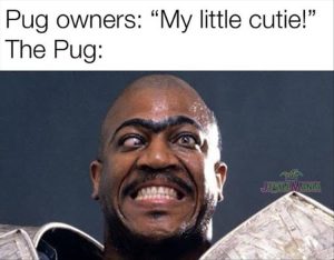 Stupid Bar Memes yourespugs