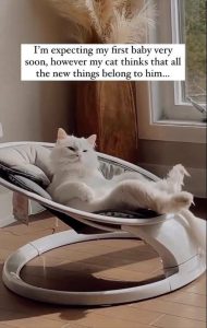 Stupid Bar Memes youreswantingsthescats1