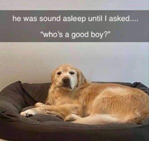 Stupid Bar Memes youreswantingstossleep