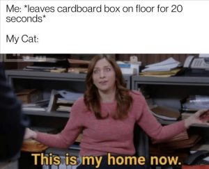 Stupid Bar Memes zsfuns301s1
