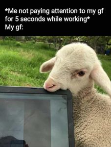 Stupid Bar Memes zsfuns357