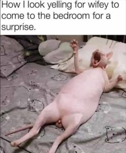 Stupid Bar Memes zsfuns404
