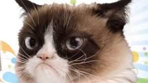 Stupid Bar Memes 040414grumpycats1280x720
