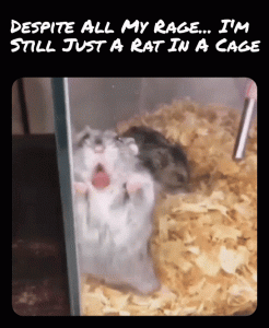 Stupid Bar Memes 25b3696f11950164