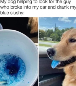 Stupid Bar Memes 3319733d6ae7edd6