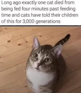 Stupid Bar Memes 34fcf3c1045e9ff7