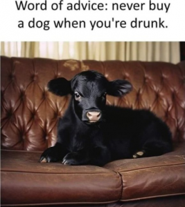 Stupid Bar Memes 6d149361cc9a97bd