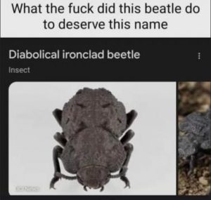Stupid Bar Memes 6db69cacb8404992