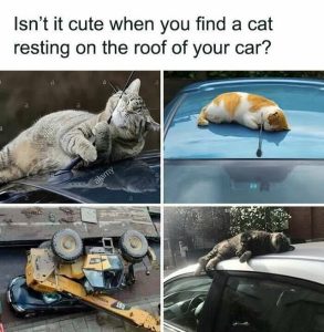 Stupid Bar Memes a1PzBg8s700b