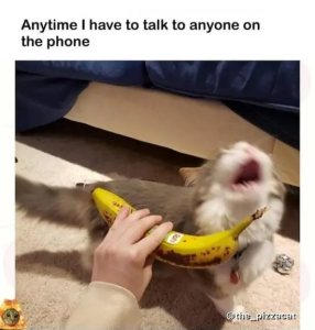 Stupid Bar Memes anytimeshavestalksanyonesonsphonesthespizzacat