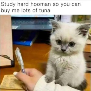 Stupid Bar Memes d697a9f09f0bf967
