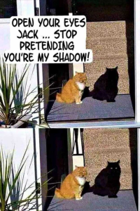 Stupid Bar Memes d9e734b6e04d95dd
