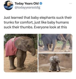 Stupid Bar Memes suckstheirstrunksscomfortsjustslikesbabyshumansssuckstheirsthumbsseveryoneslooksatsthisswecrow