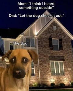 Stupid Bar Memes thesdog