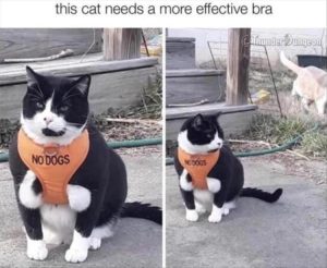 Stupid Bar Memes yourescats3