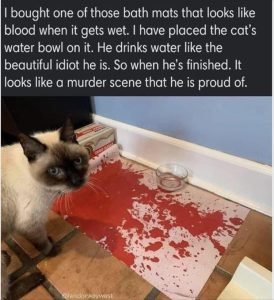 Stupid Bar Memes youresseeingsthescat