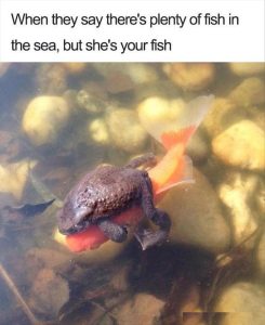 Stupid Bar Memes youreswantingsfish
