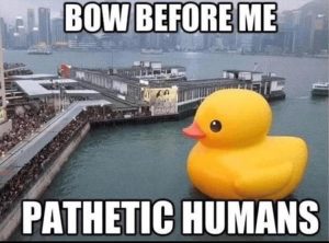 Stupid Bar Memes youreswantingsthesduck