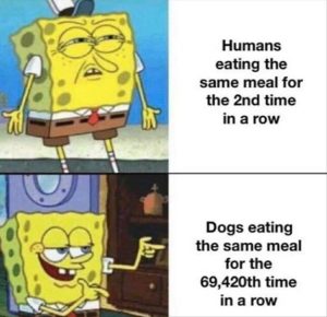 Stupid Bar Memes zsfuns23s1
