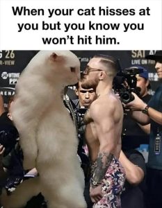 Stupid Bar Memes zsfuns24s1