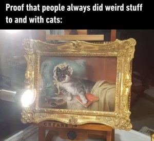 Stupid Bar Memes zsfuns51s1